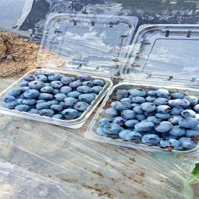 新鄭布萊特藍(lán)藍(lán)莓苗價(jià)格及日用雜品選購指南